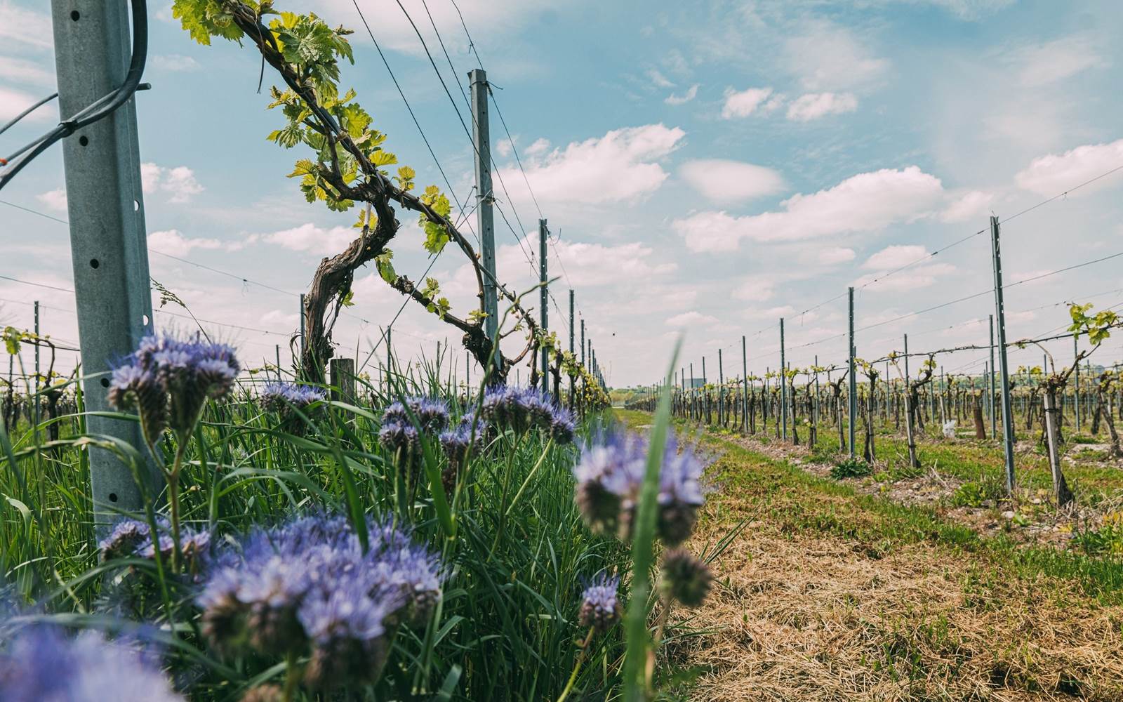 Parcourez notre vignoble grâce au "Sentier de la Biodiversité"