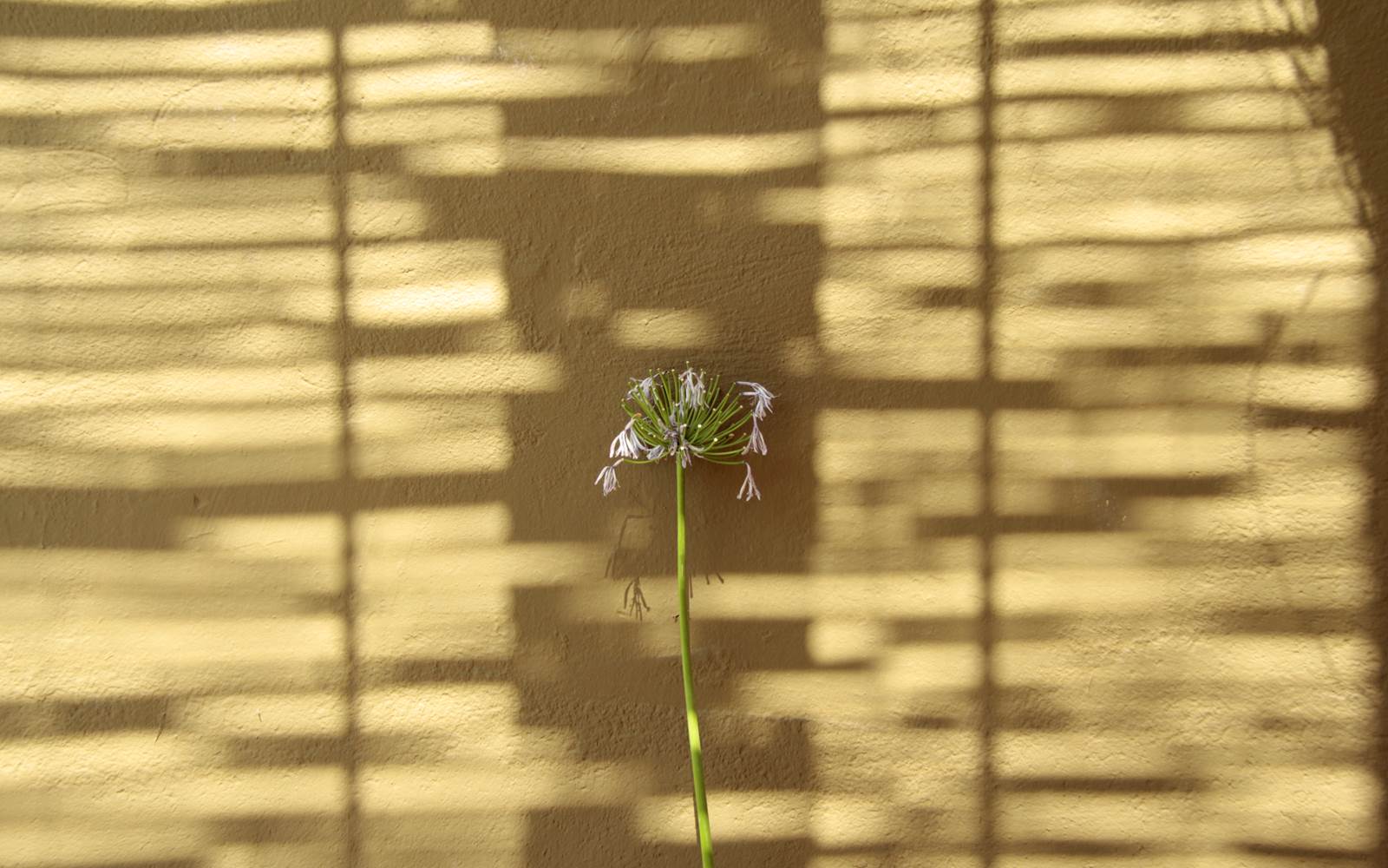 jeu d'ombre dans la cour jardin
