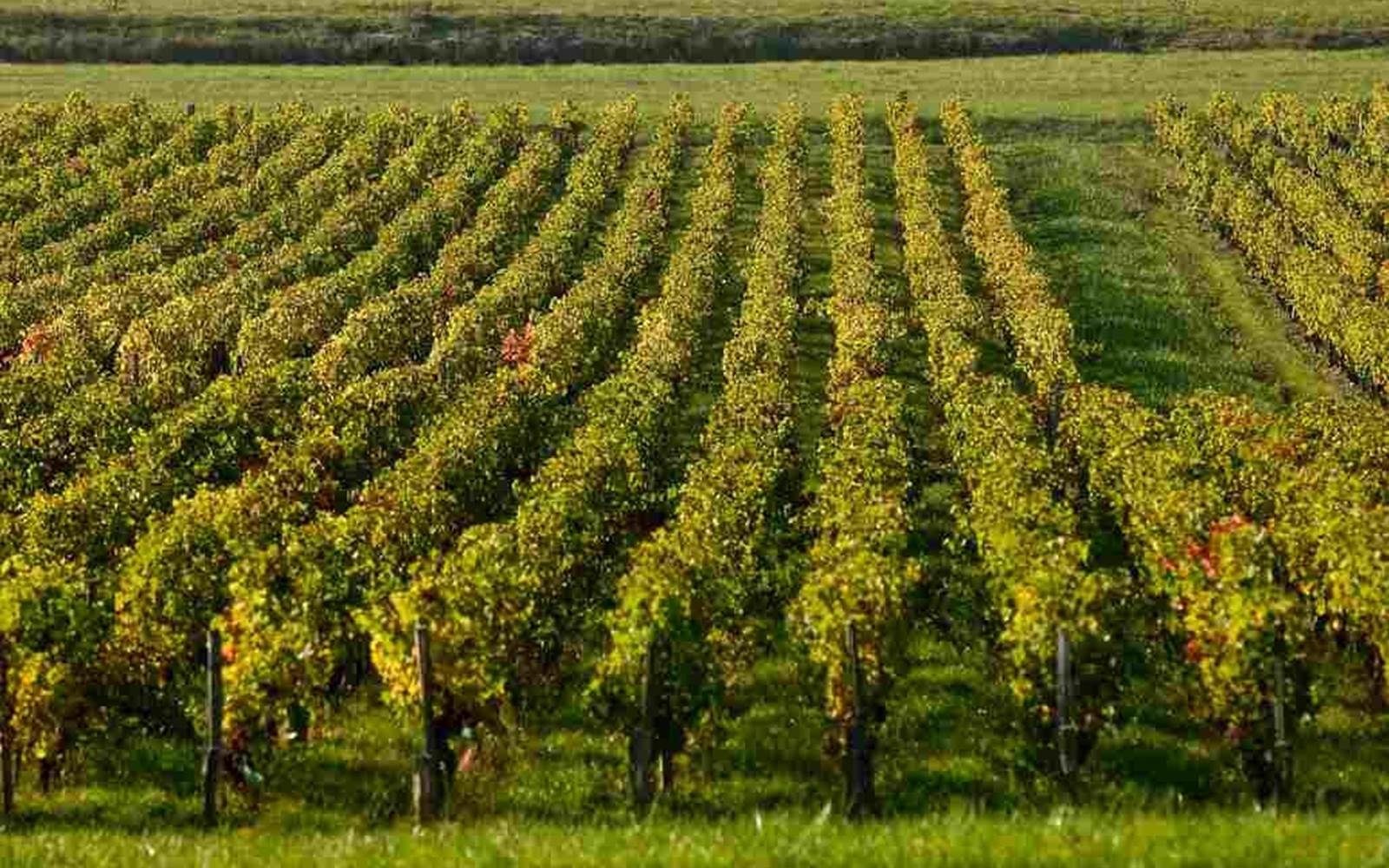 Vignoble Blaye Côtes de Bordeaux