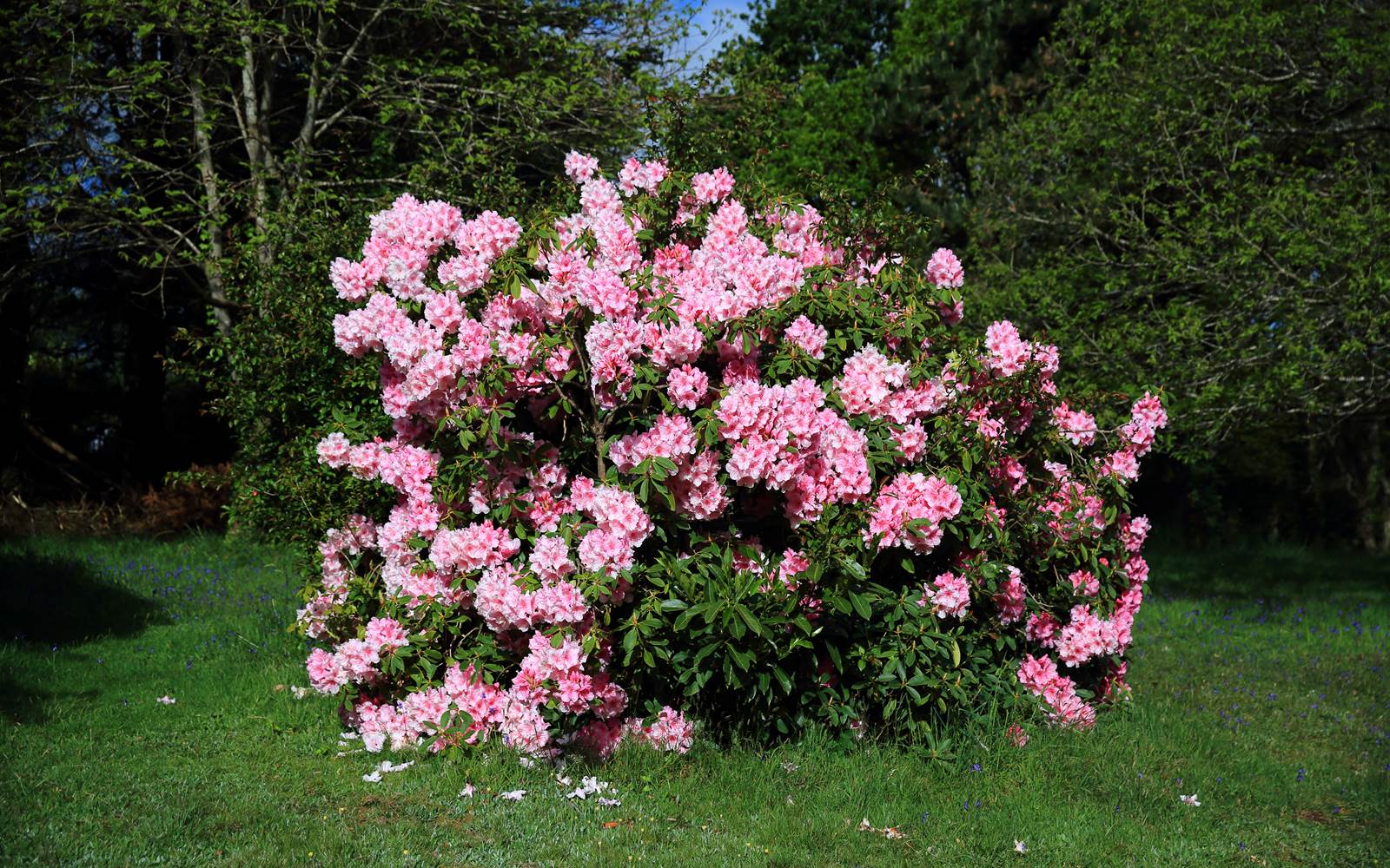 Rhododindrons en fleur dans notre jardin
