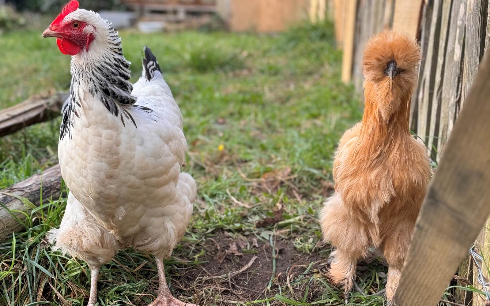 Animaux chez Naéco