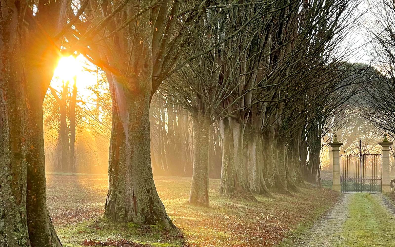 Maison d'hôtes Charme et luxe Gers Allée arbres majestueux