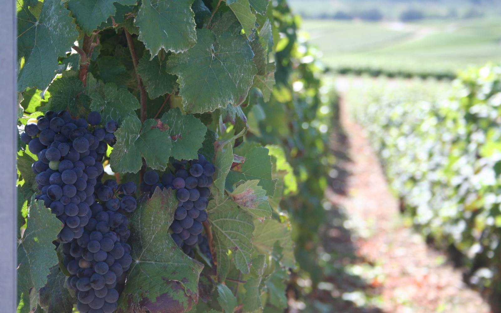 raisin noir au champagne  ARNOULT