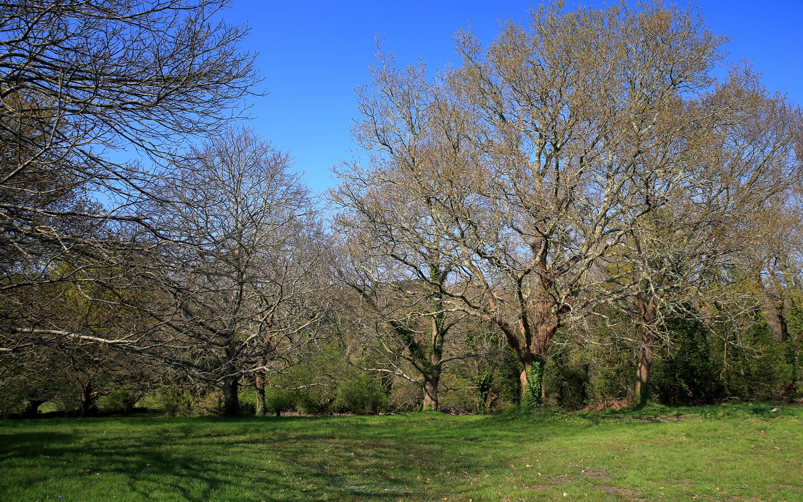 vue sur notre parc boisé