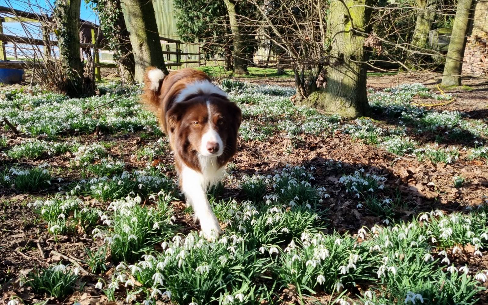 Le chien de la maison