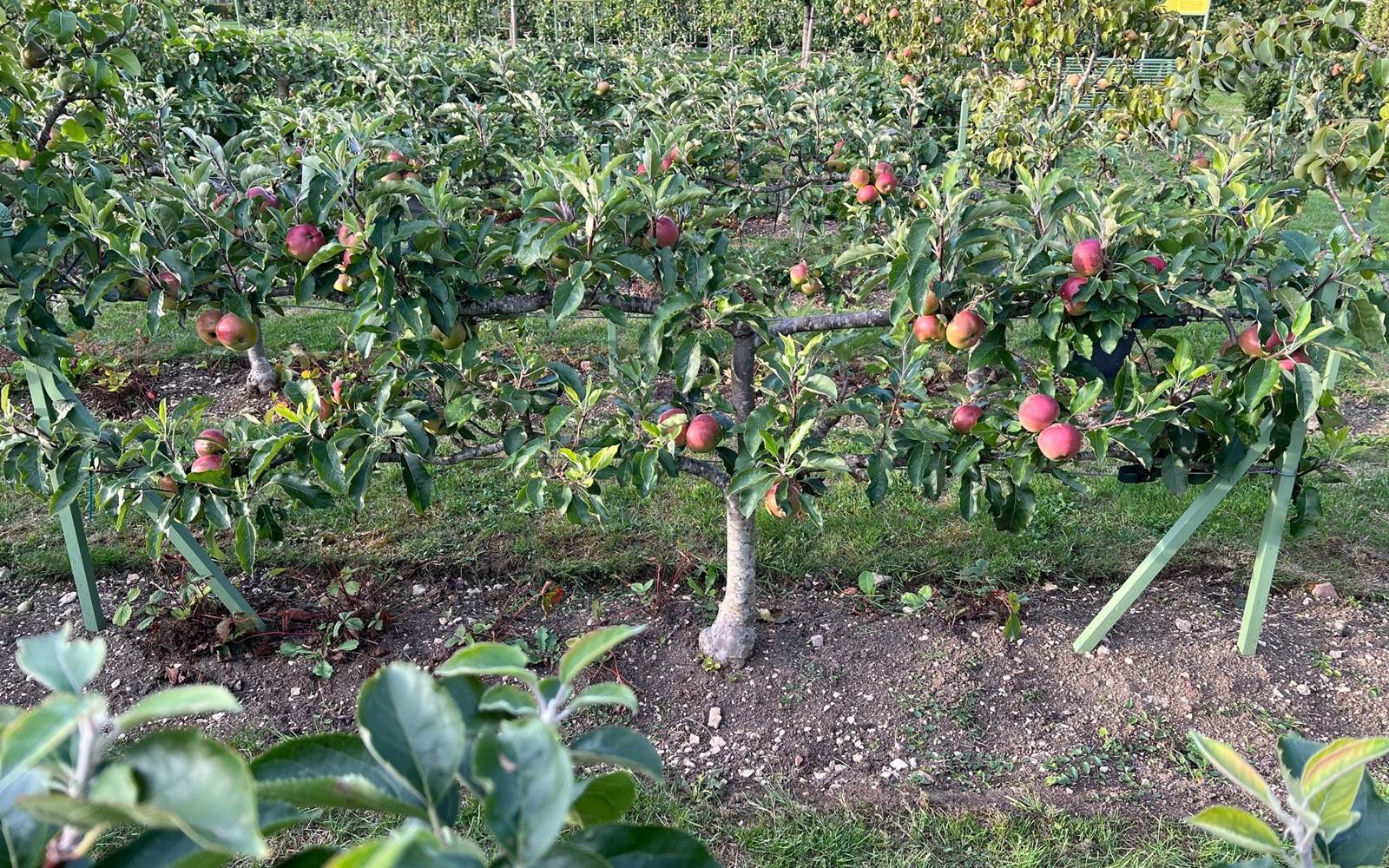 ESPALIER EN CORDONS DANS LES VERGERS-POTAGERS