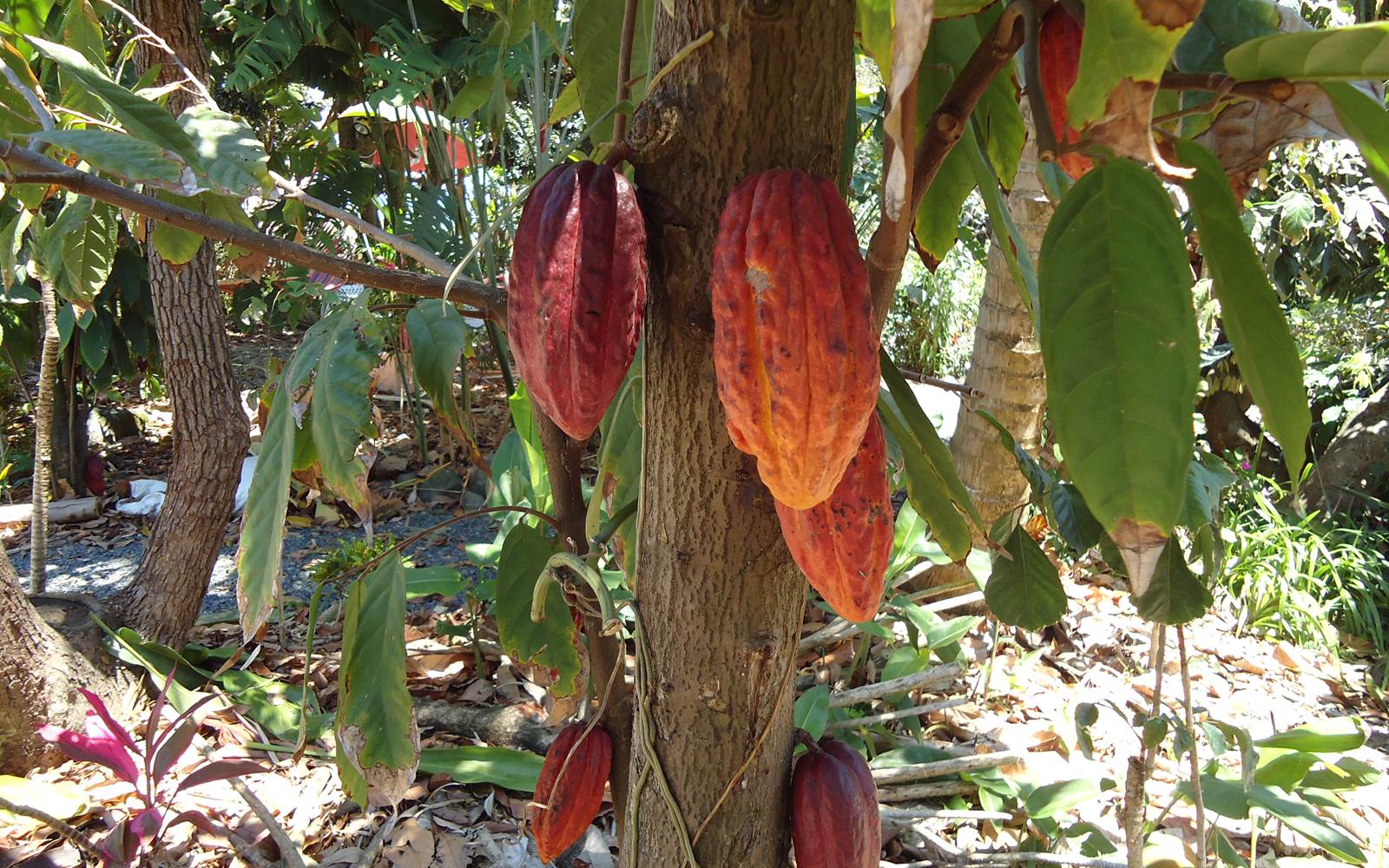 Cacaos du jardin