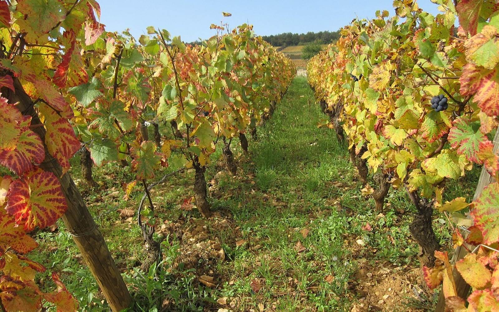 hébergement-proche-des-coteaux-lyonnais