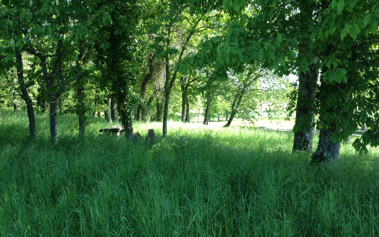 Le petit bois du Domaine avec ses tables de pique nique