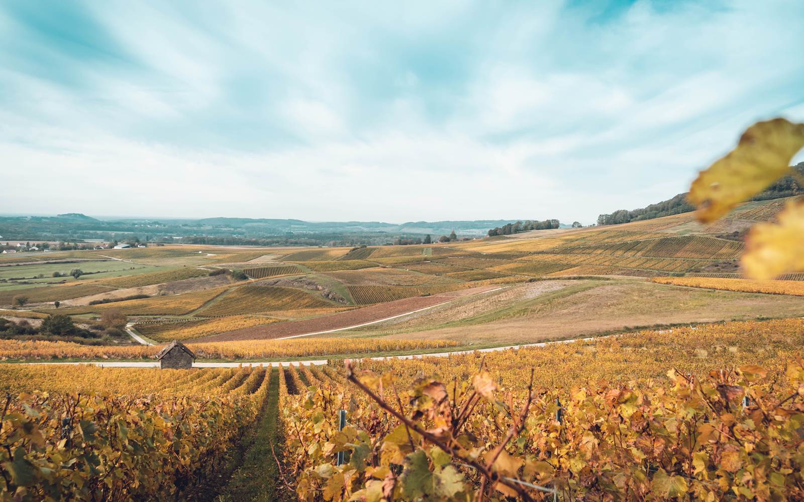 Vue des vignes au Vernois