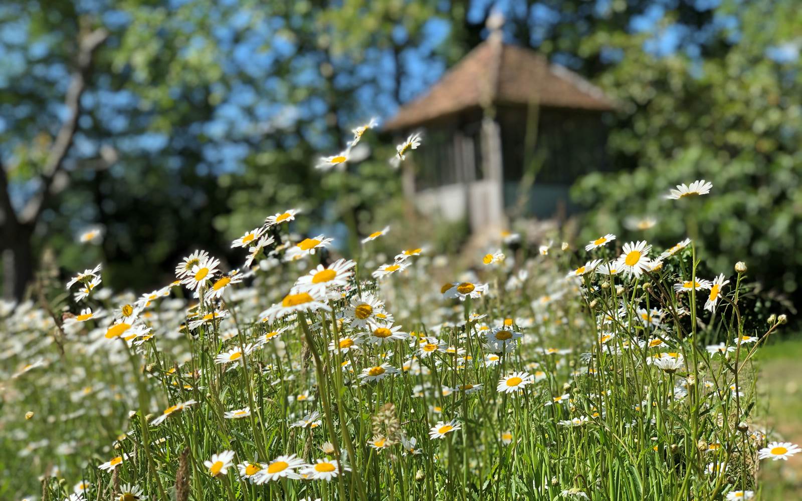Printemps fleuri -Parc de la Villa Rochette