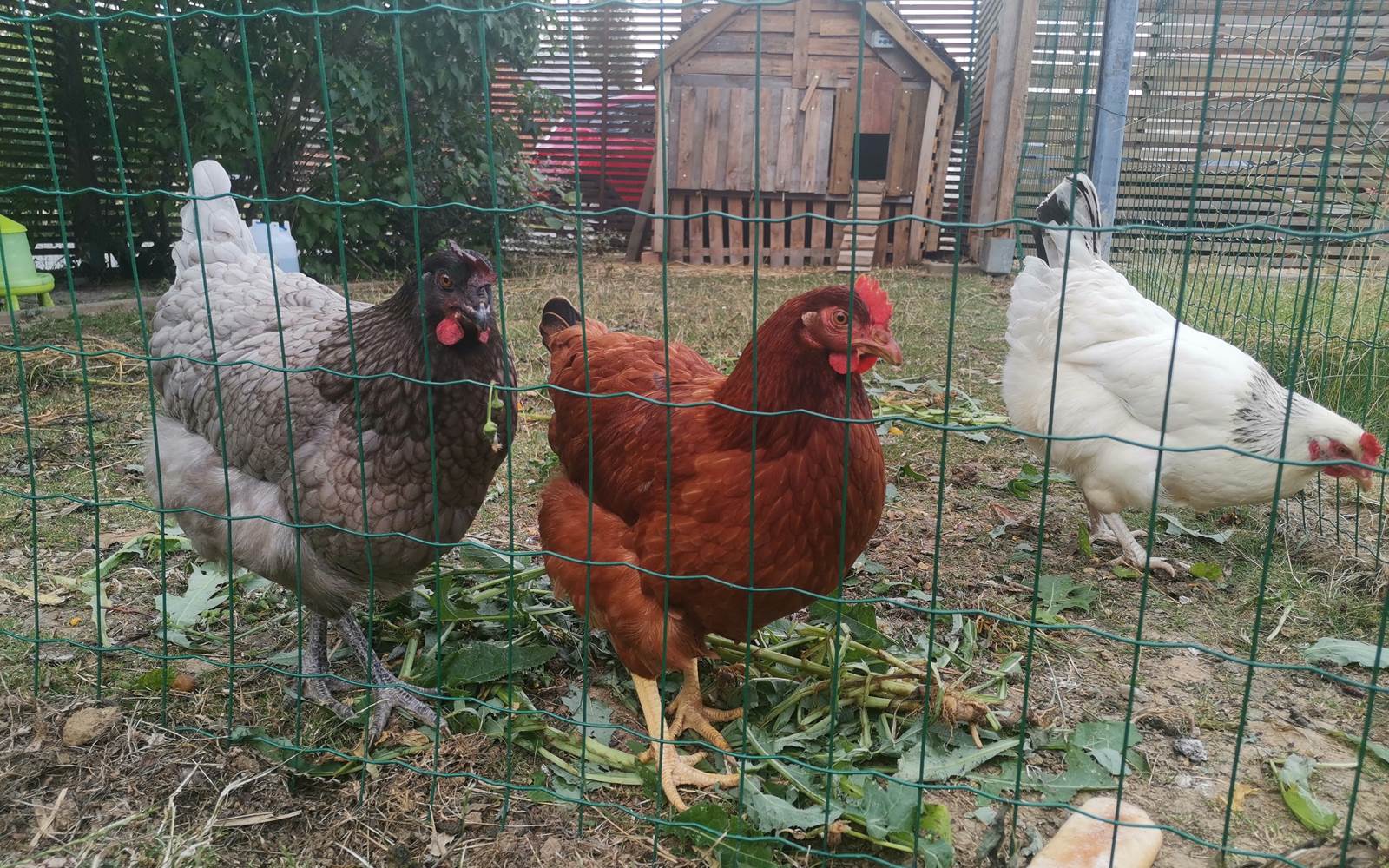 Nos poules