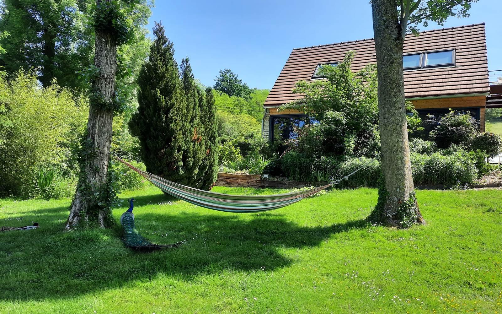 le hamac