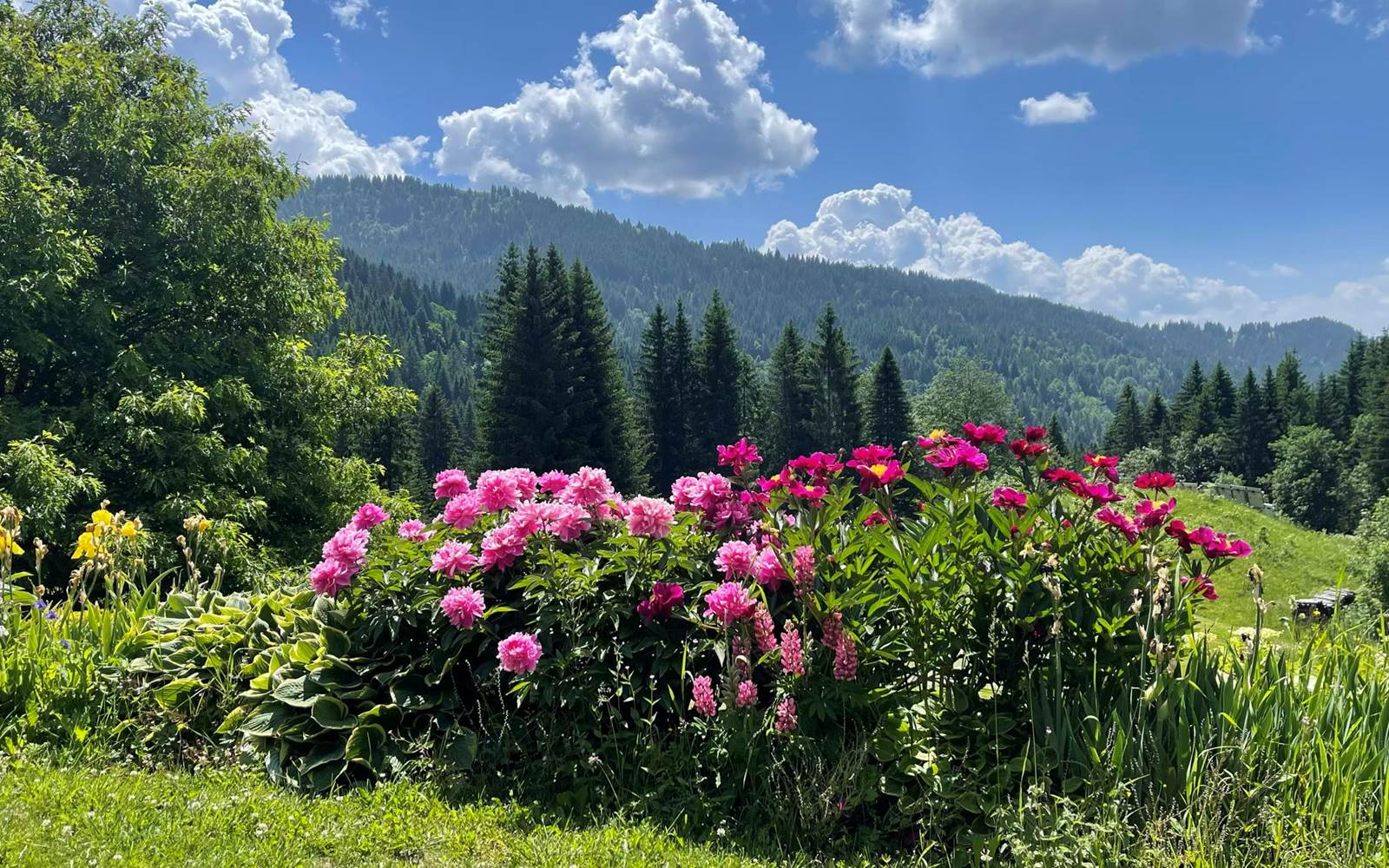 Pivoine-mois de juin-chalet-Beauregard-ciel-cumulus