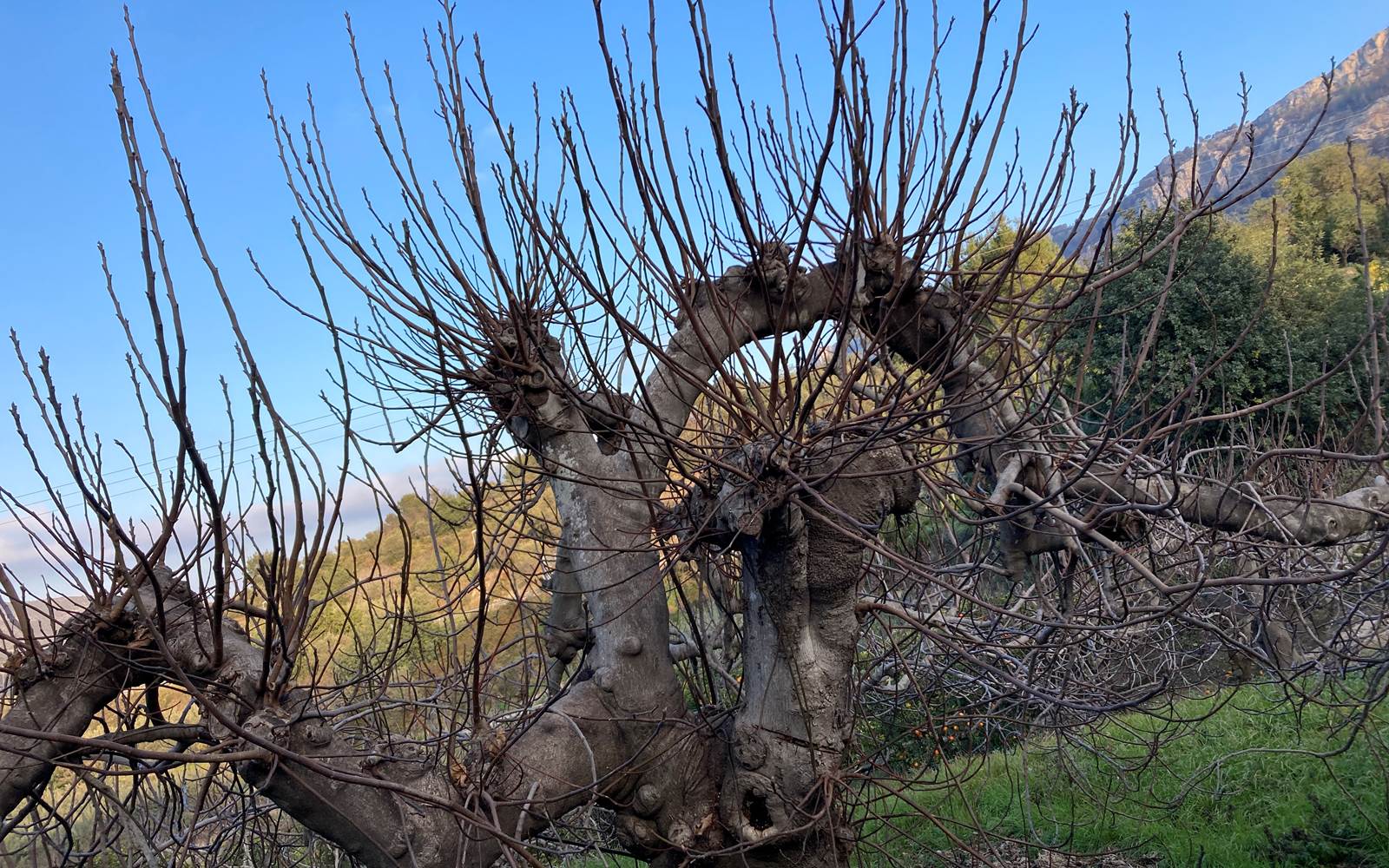 Tree in the garden