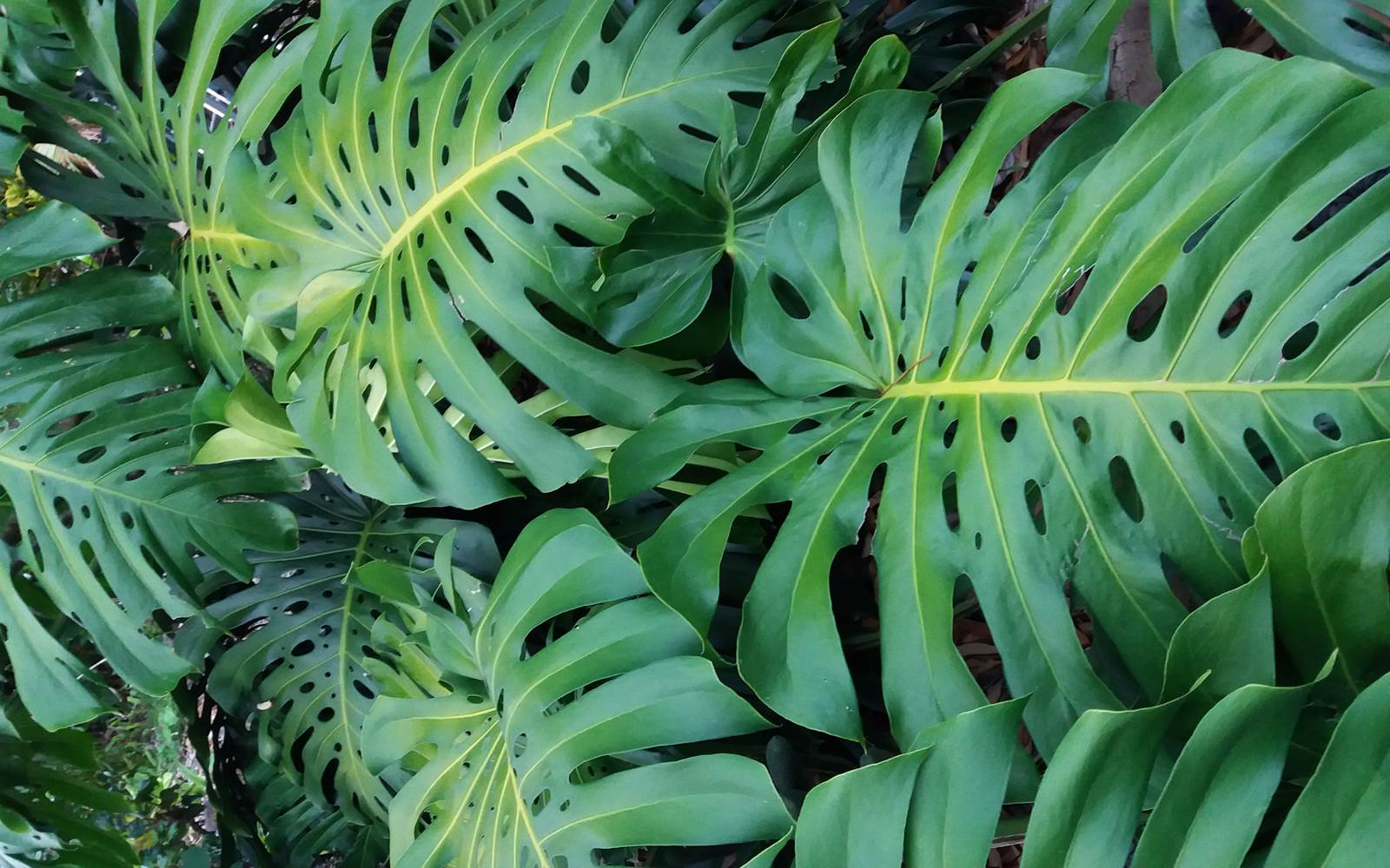 Plante du jardin