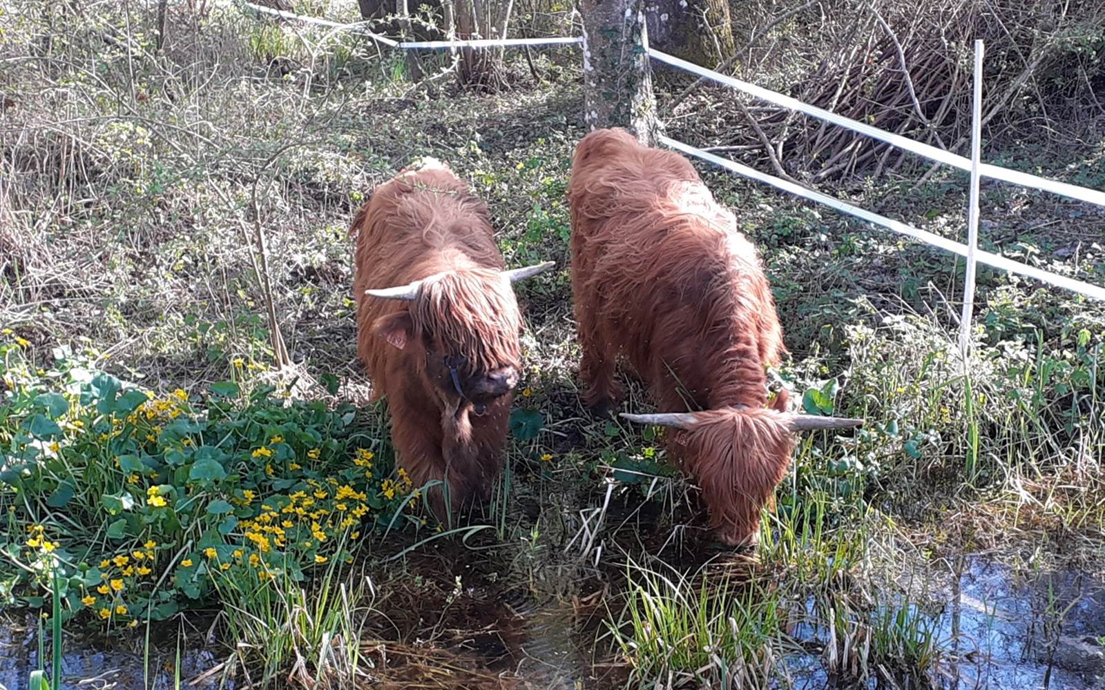 Domaine du Gué du Roi Vaches Highland