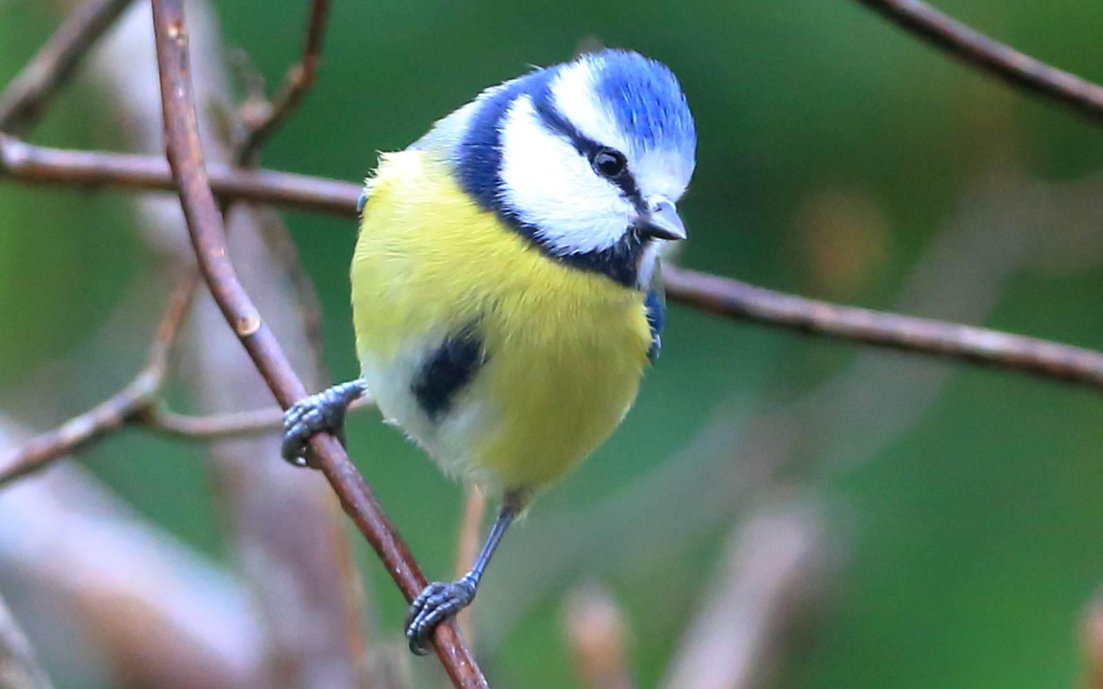 Mésange bleue