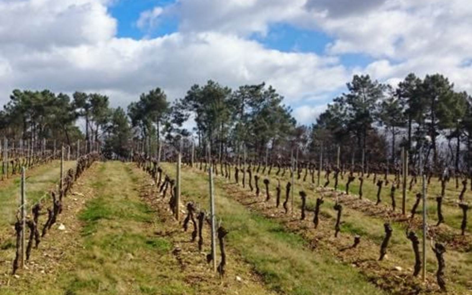 chateau-le-brezeguet-grand-chene-vigne-01