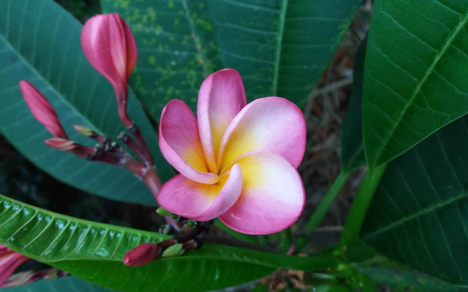 Plante du jardin