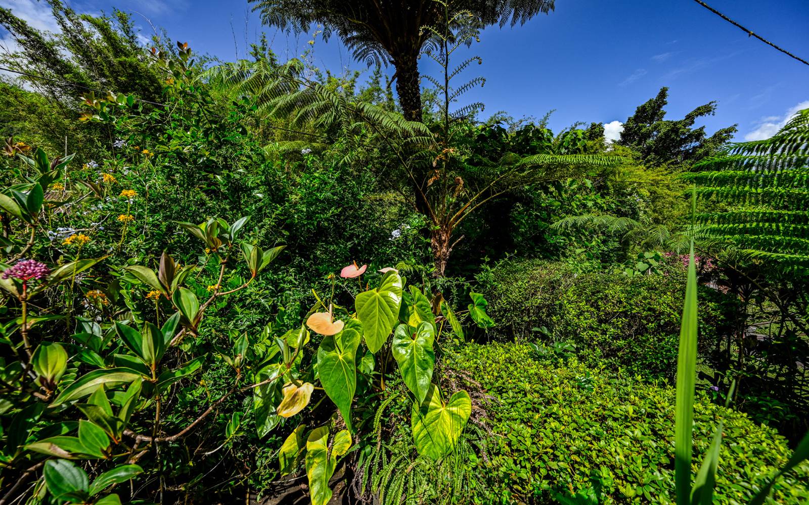 Jardin créole