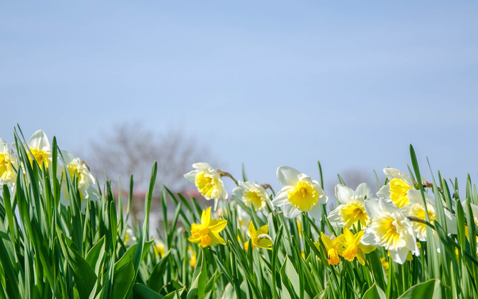 les jonquilles dans les vosges au printemps