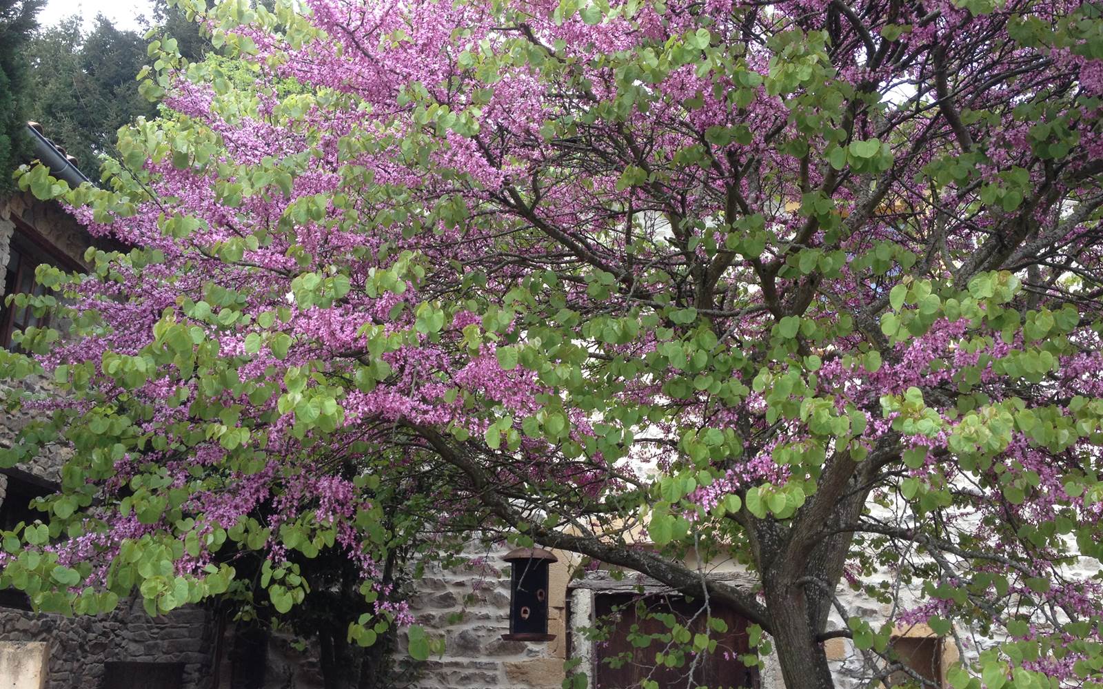 Magnifique l'arbre de Judée au printemps