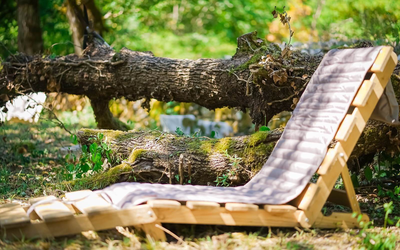 Repos au coeur de nos bois