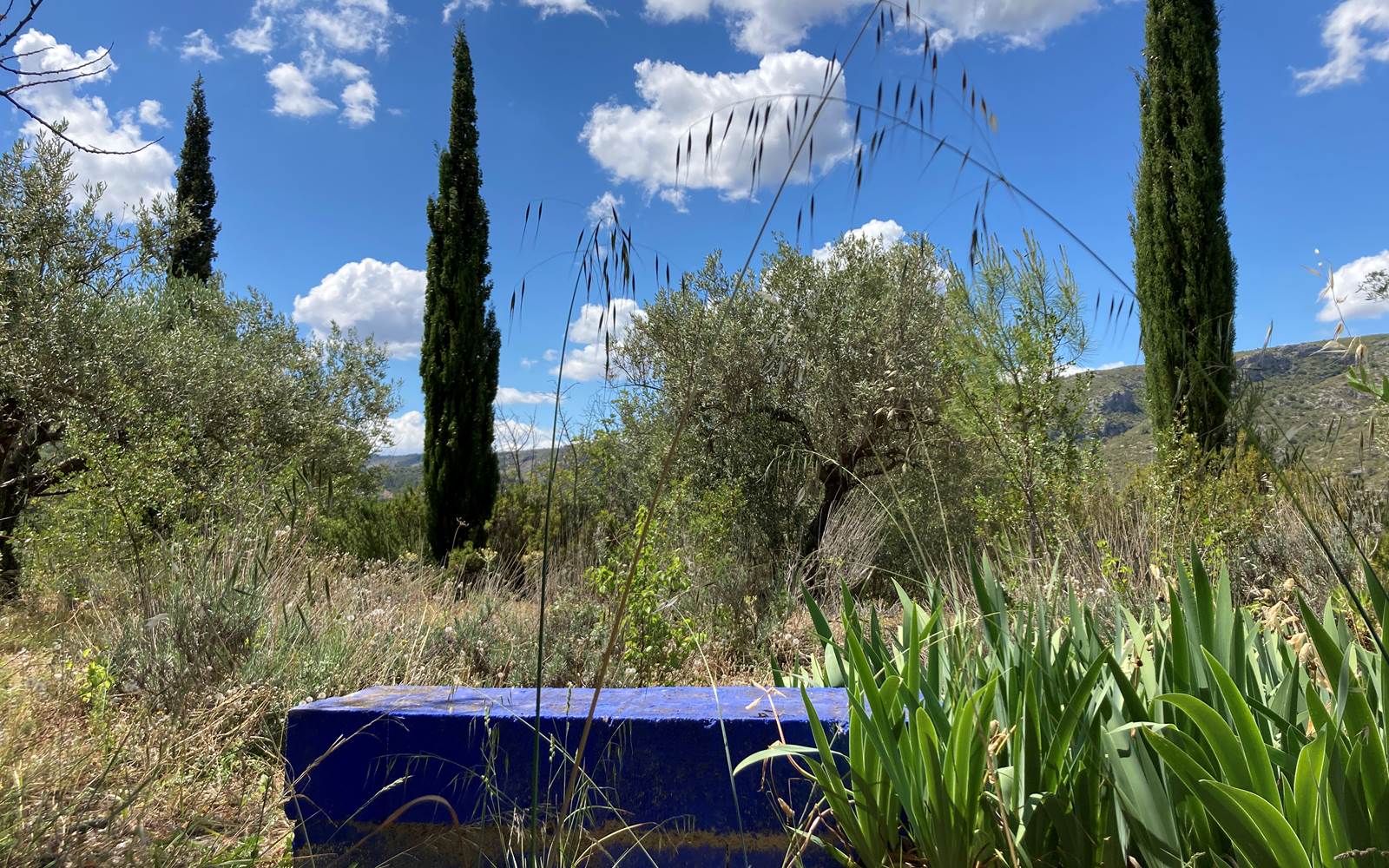 View from the garden