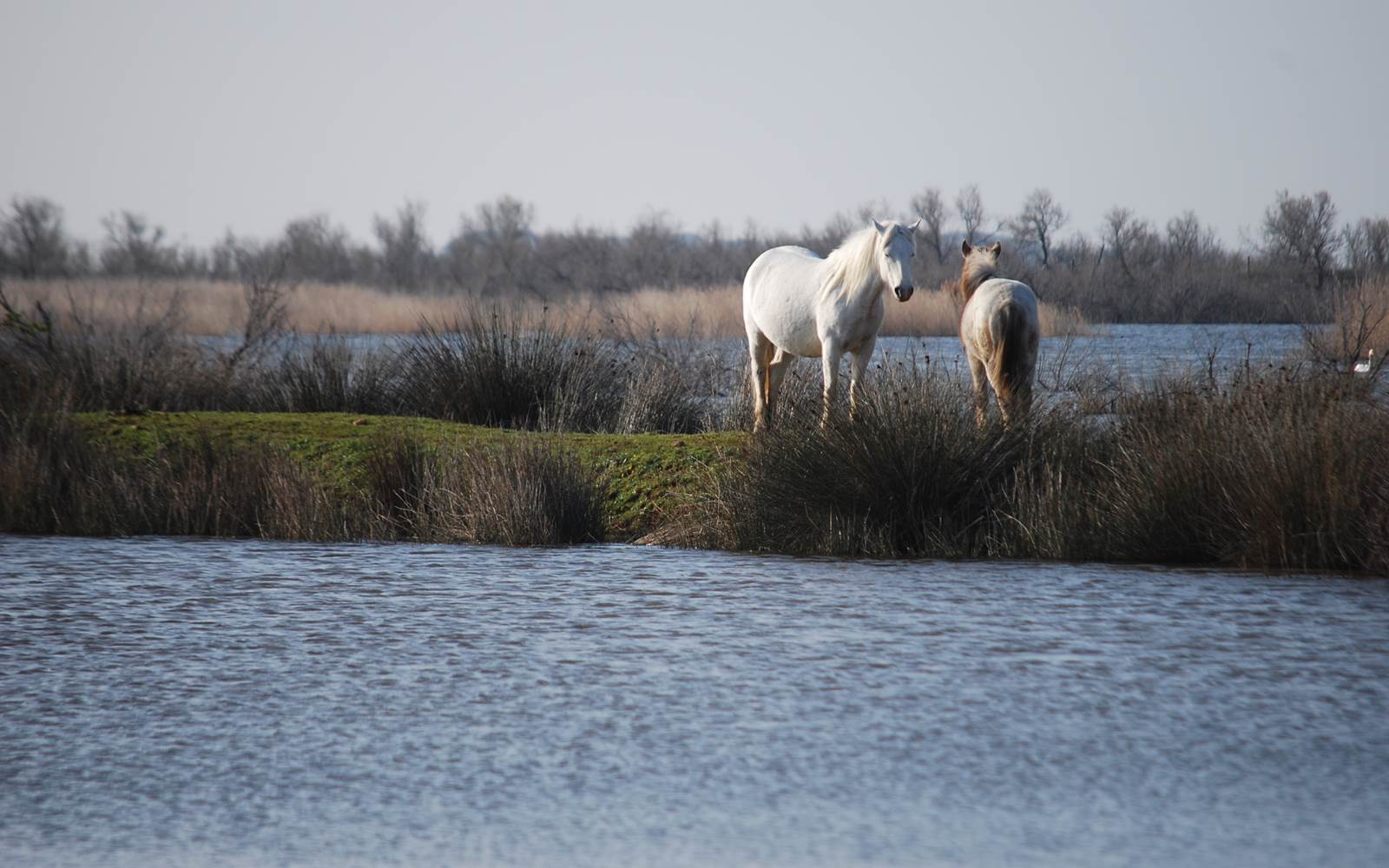 Chevaux de Camargue