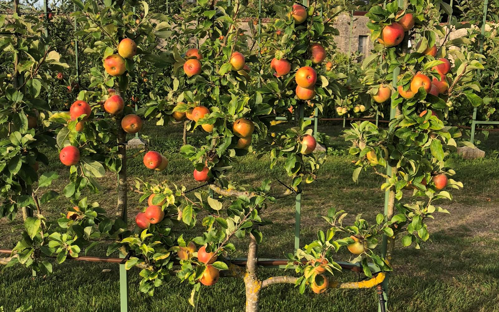 POMMIERS EN ESPALIER DANS LES VERGERS-POTAGERS