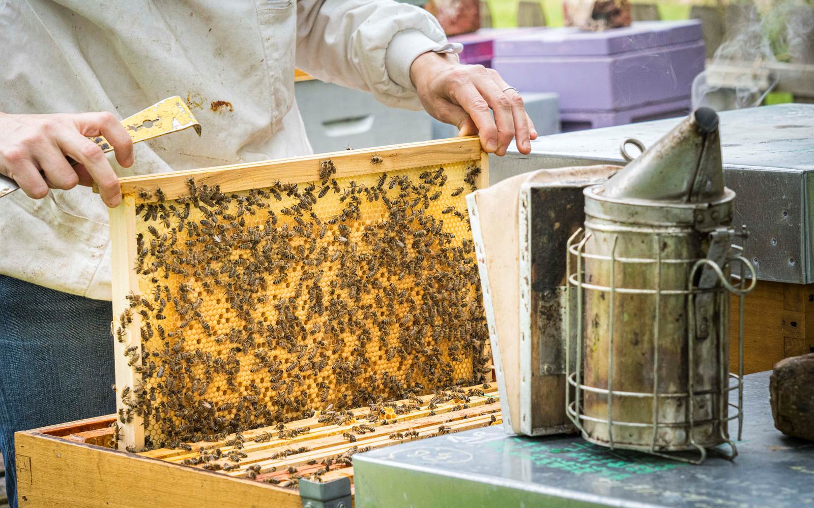 Abeilles