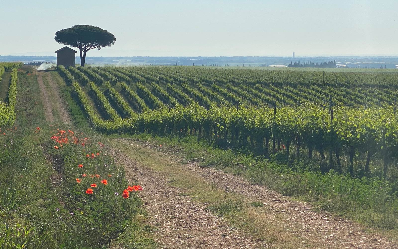 Vignobles des Costières de Nimes