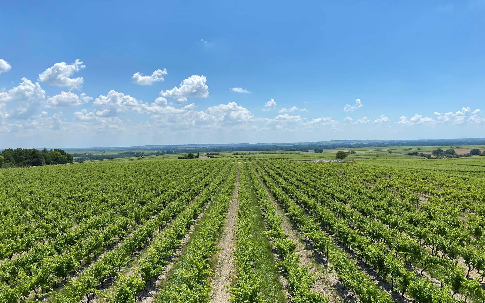 vignoble