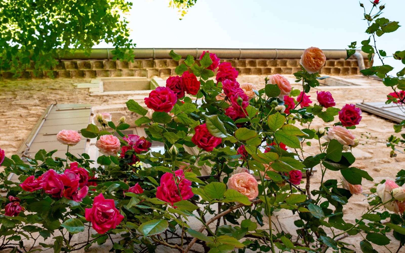 Fleurs mdv (26 sur 26) - Grande