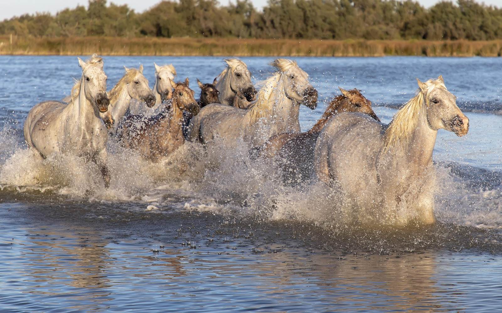 La gaze de chevaux de Camargue