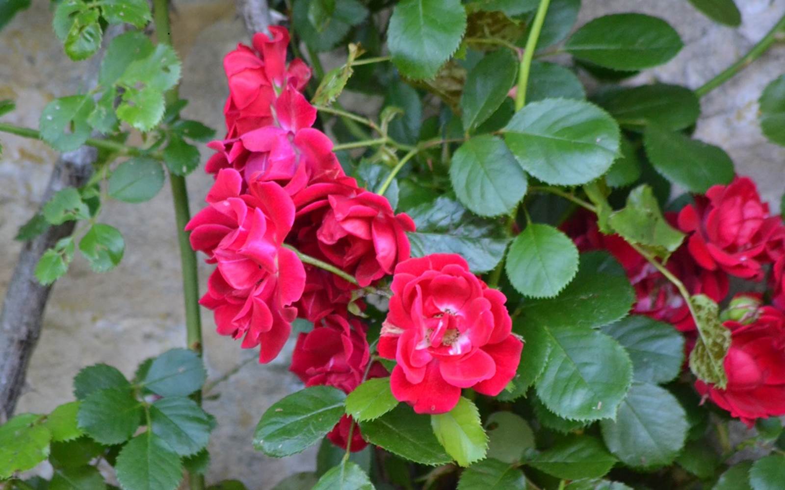 Maison Les Chandelles, Fleurs