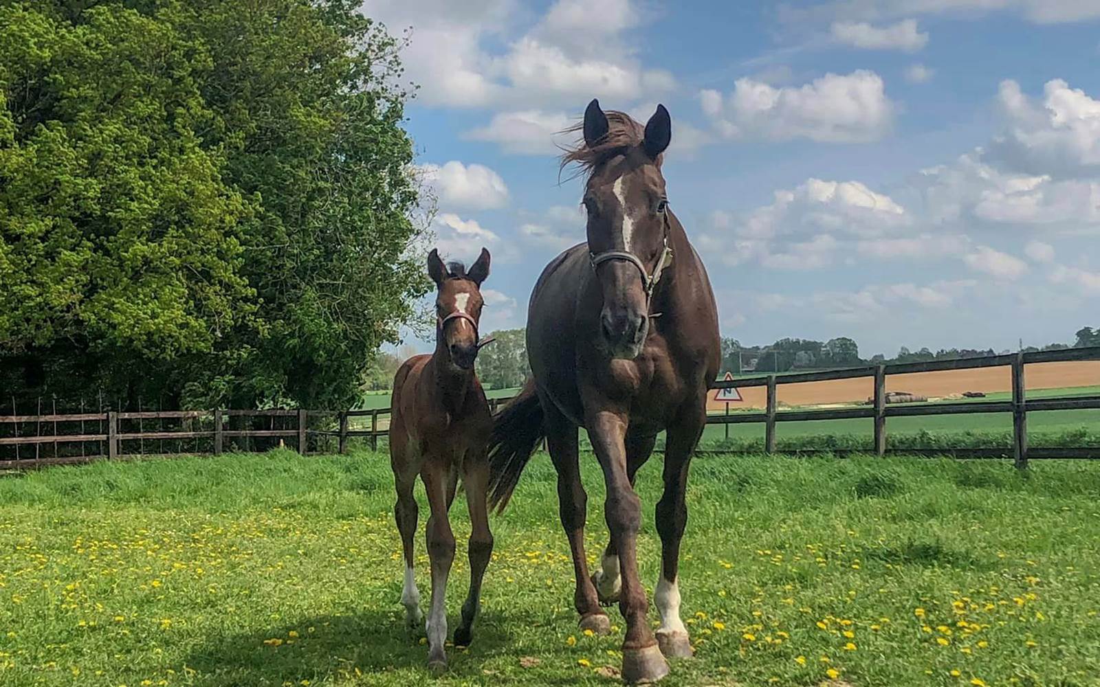 Elevage de chevaux de sport