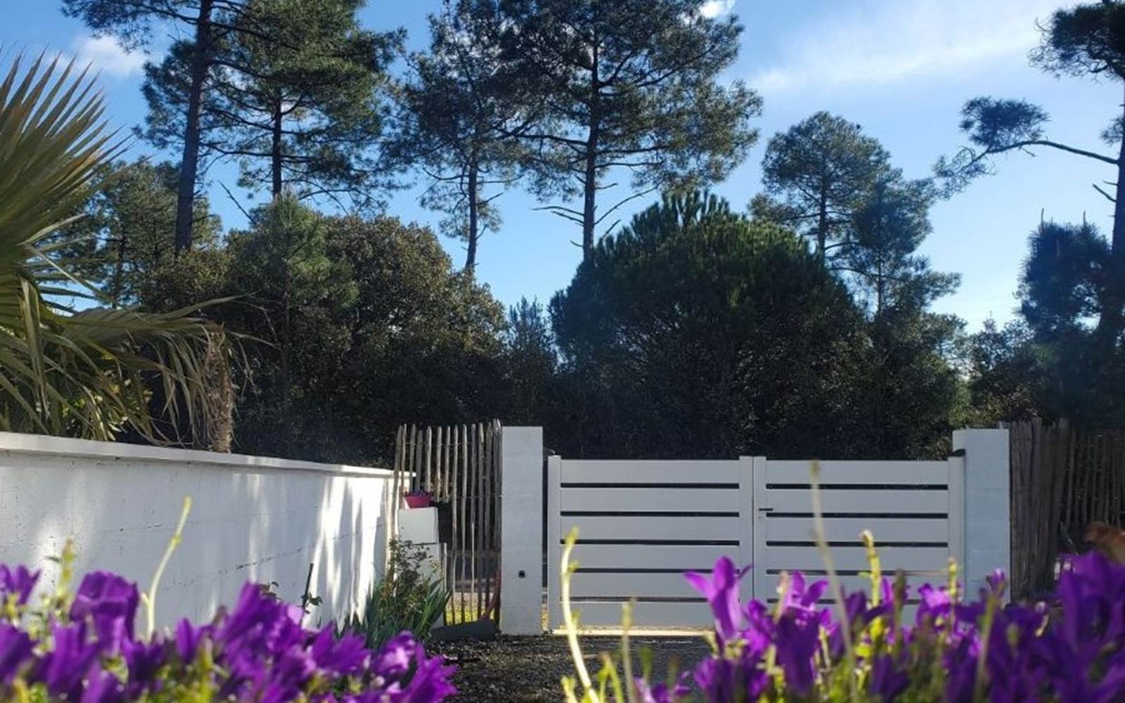 campanule-jardin-vueforetdepin