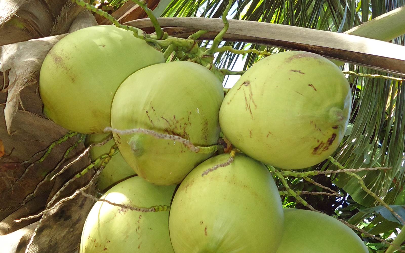 Cocos du jardin