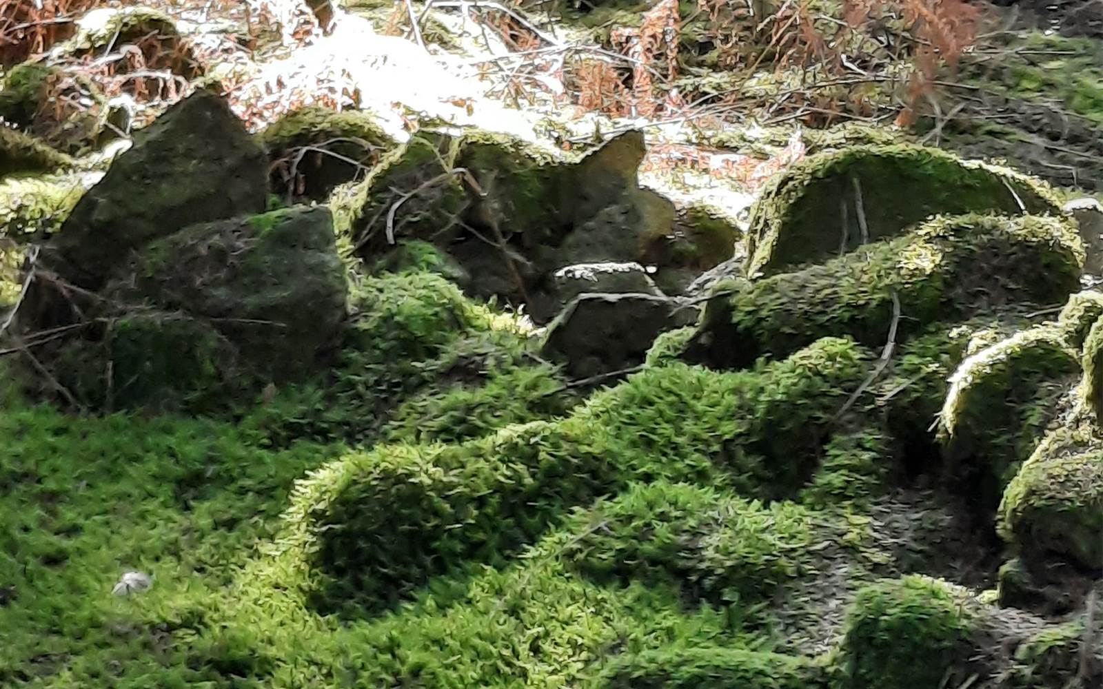 Nature environnante