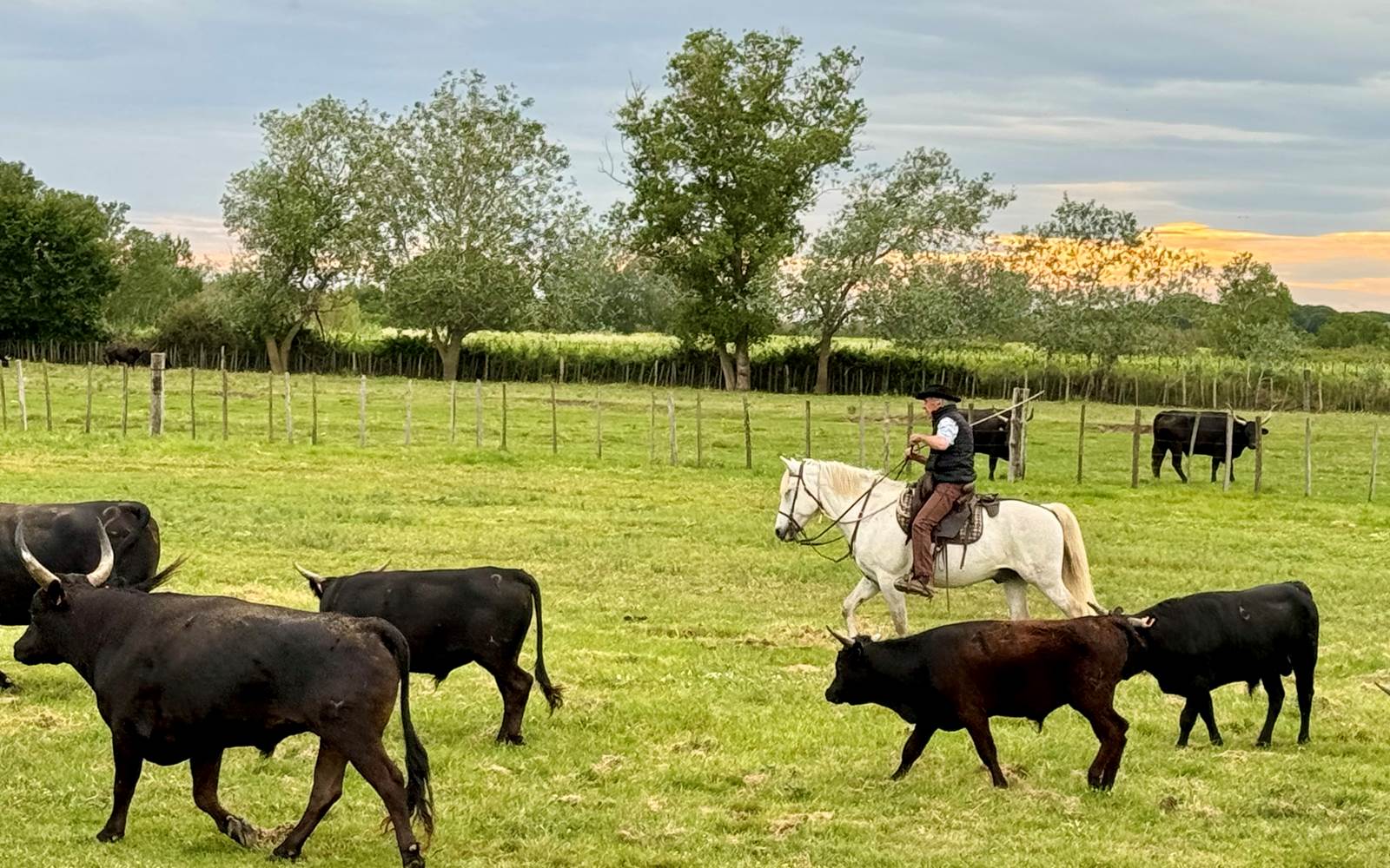 Manade de taureaux chez Martini