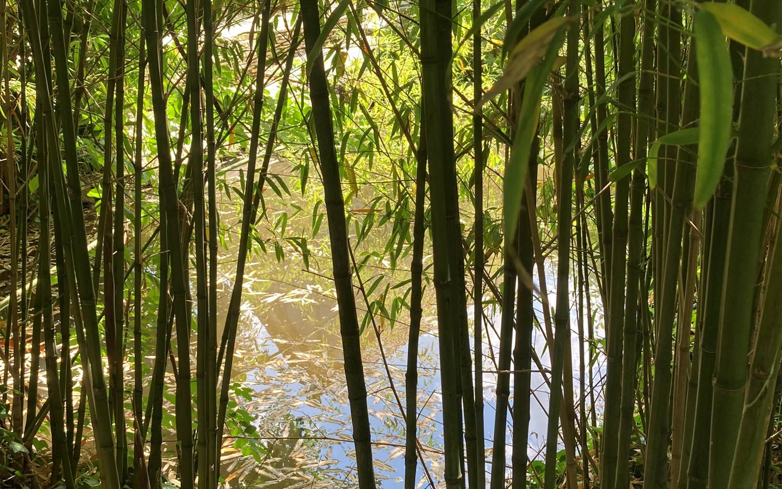 le petit bois de bambou