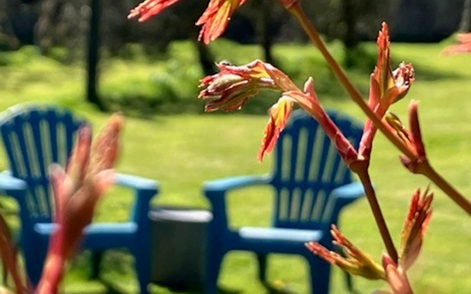 aufildeleau-cotentin-bnb-chambre-hote-jardin