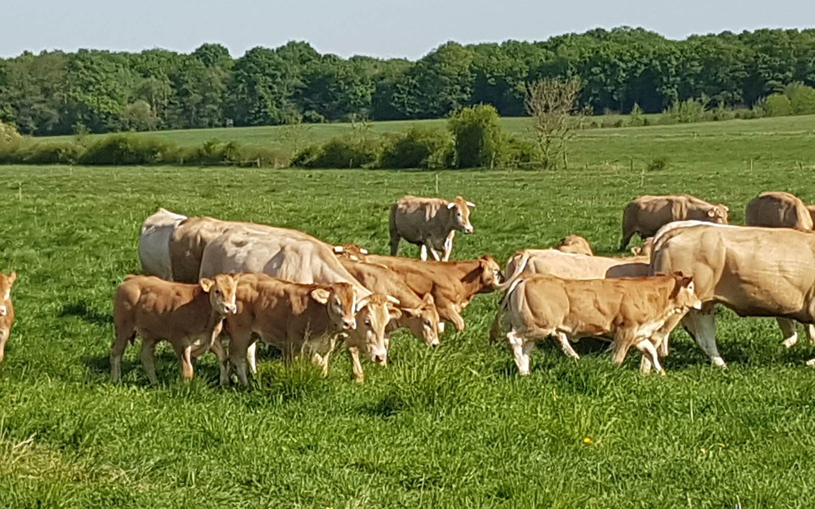 Troupeau au pré
