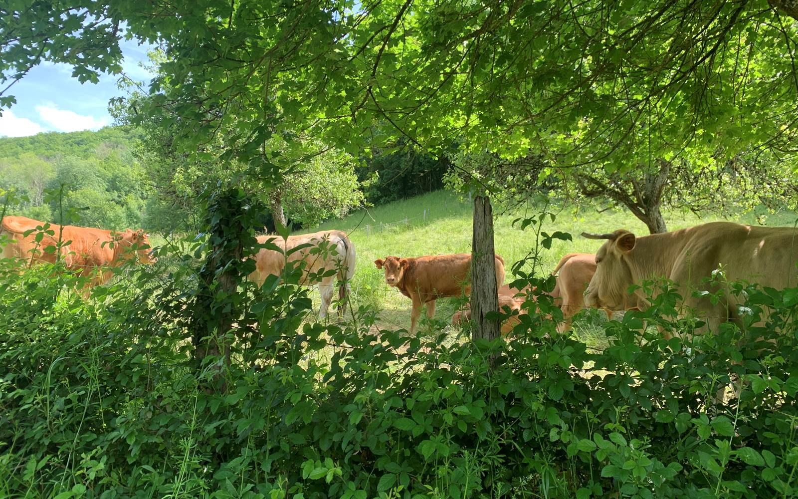 Paysage campagne Aveyron location