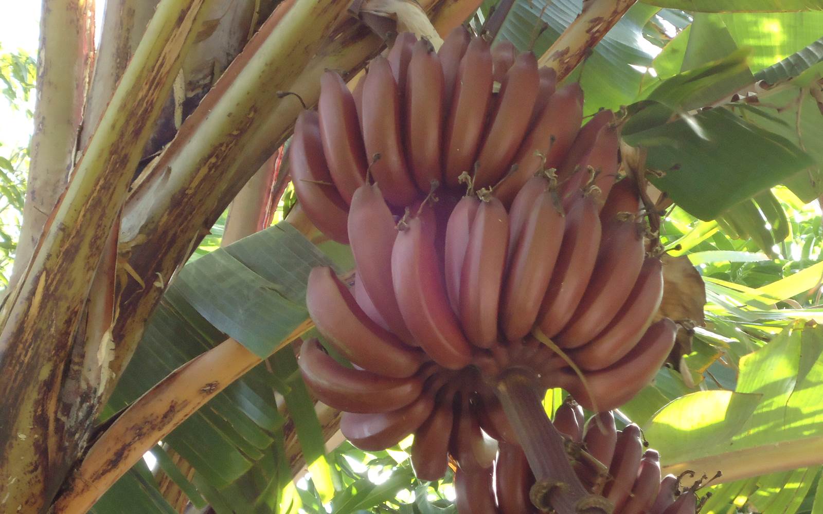 Banane rouge du jardin