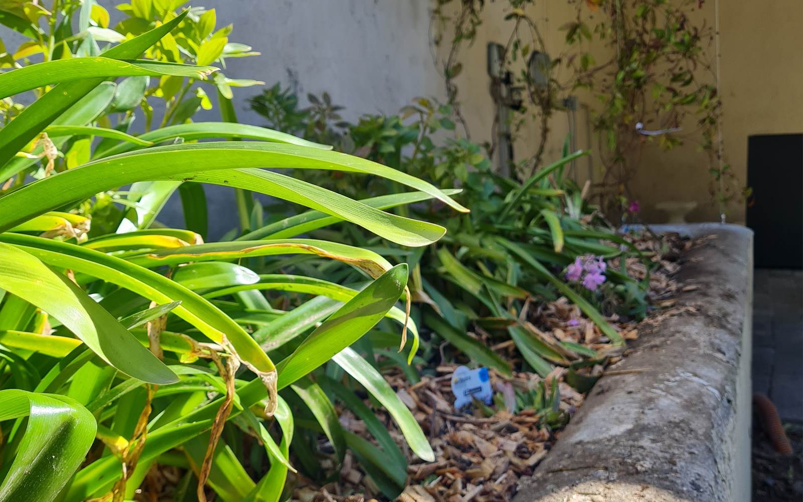 Jardin paysager
