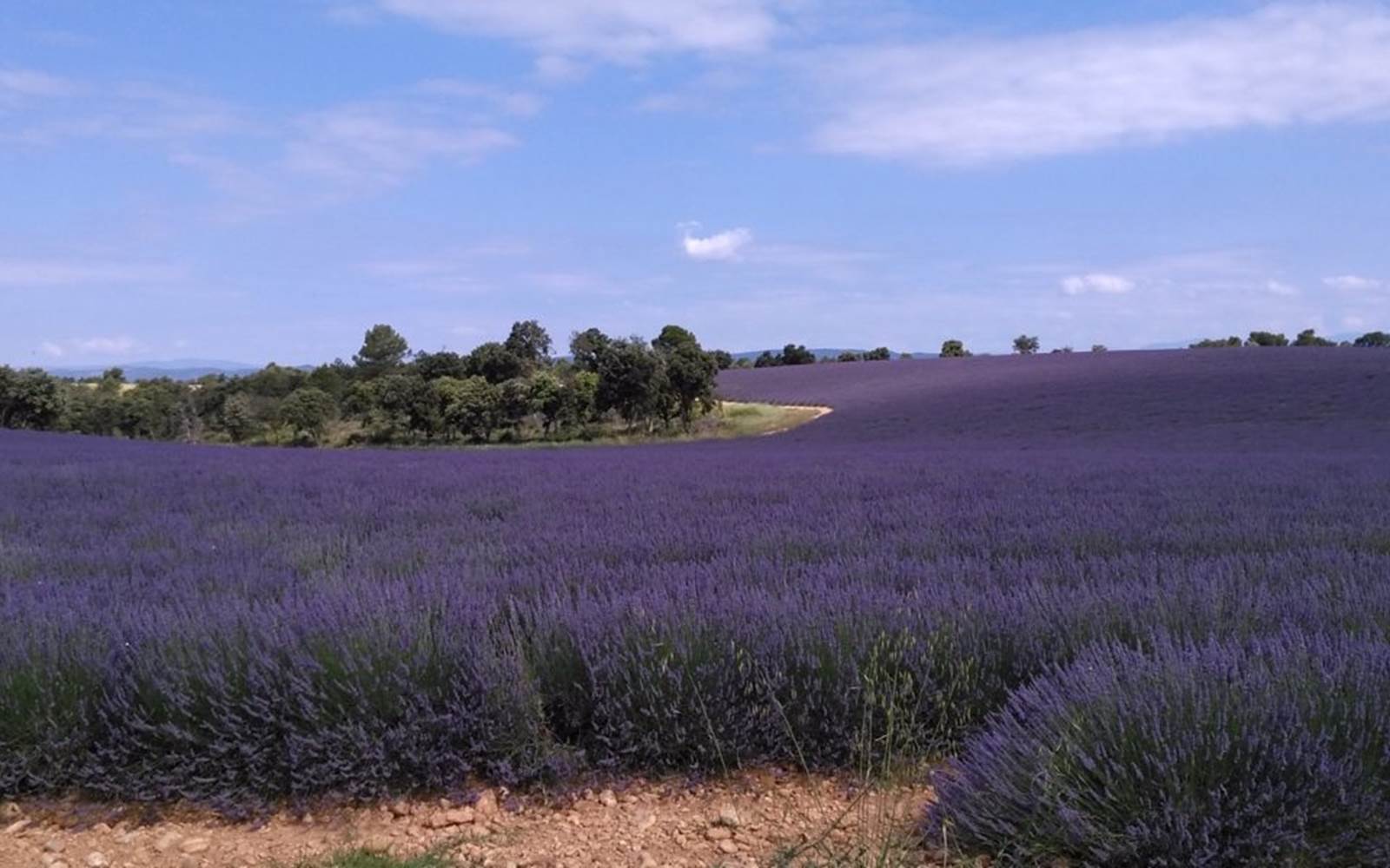 Lavandes Plateau Valensole