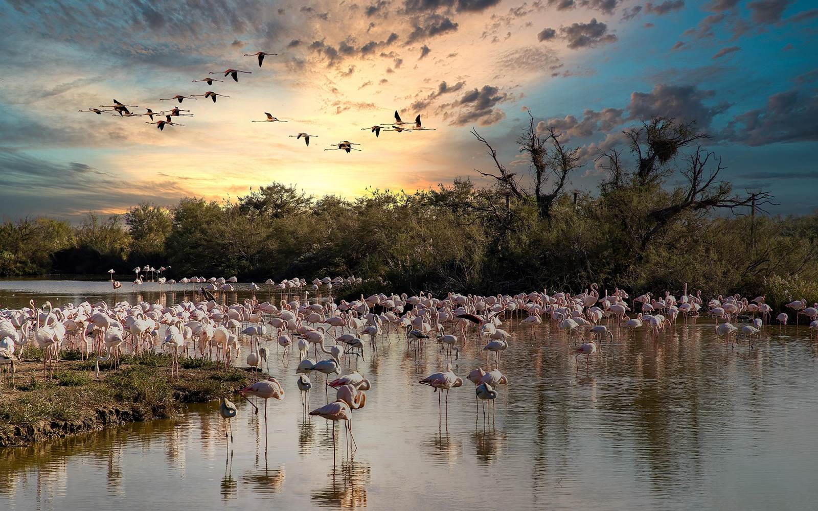 flamingo-6731284_1920